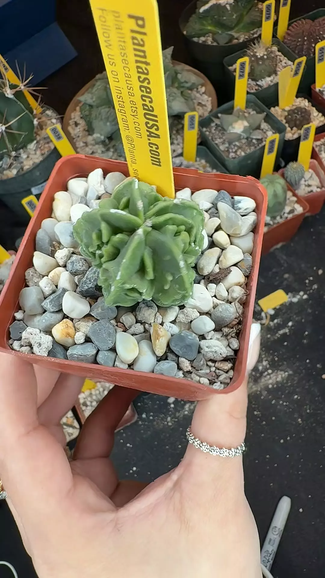 120 Astro myriostigma fukuryu thumbnail