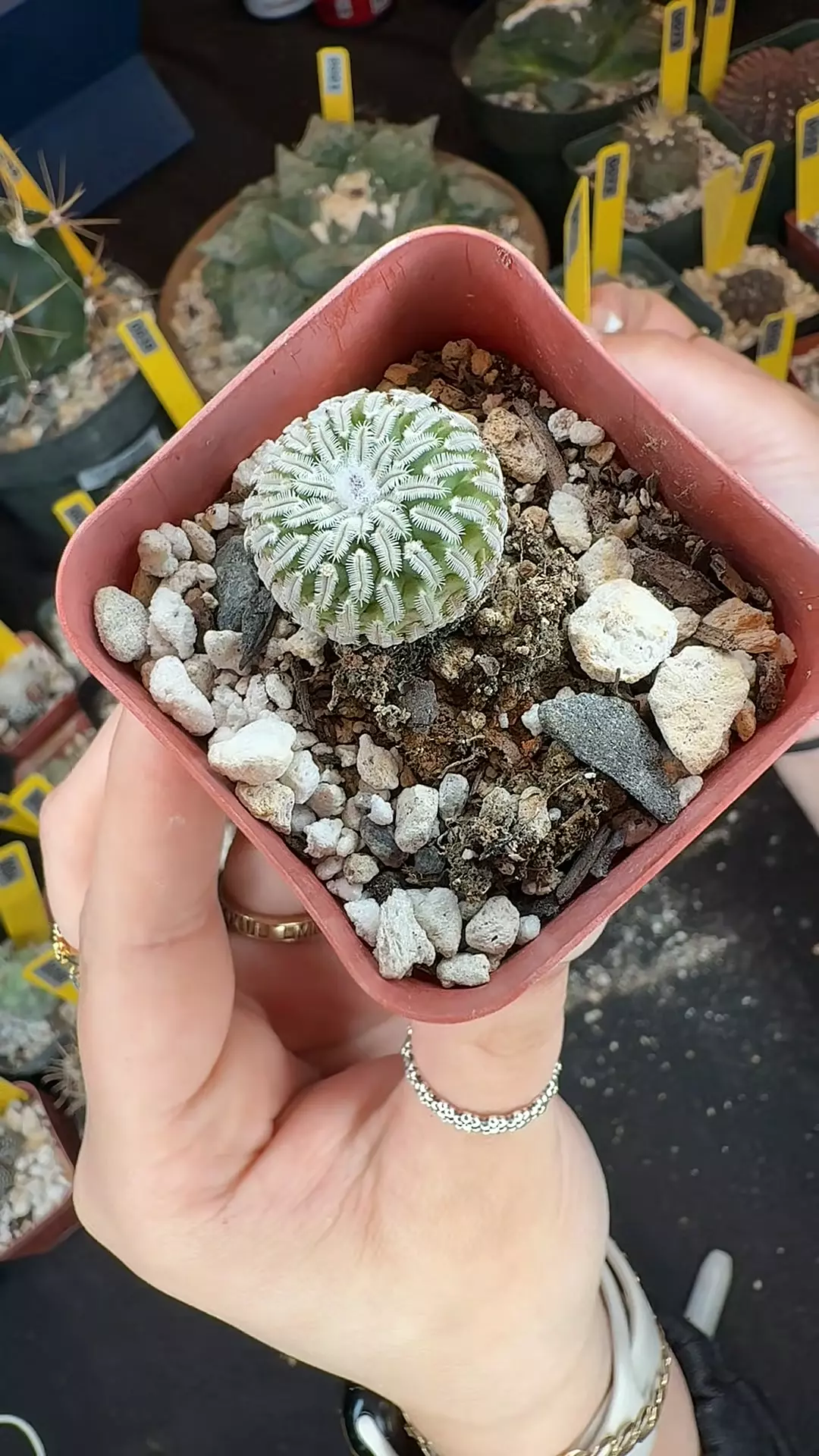 117 Turb pseudopectinatus thumbnail