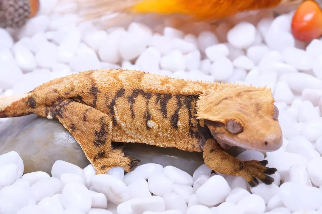 Inmate- Halloween XXX female RTB - by Northern Gecko thumbnail