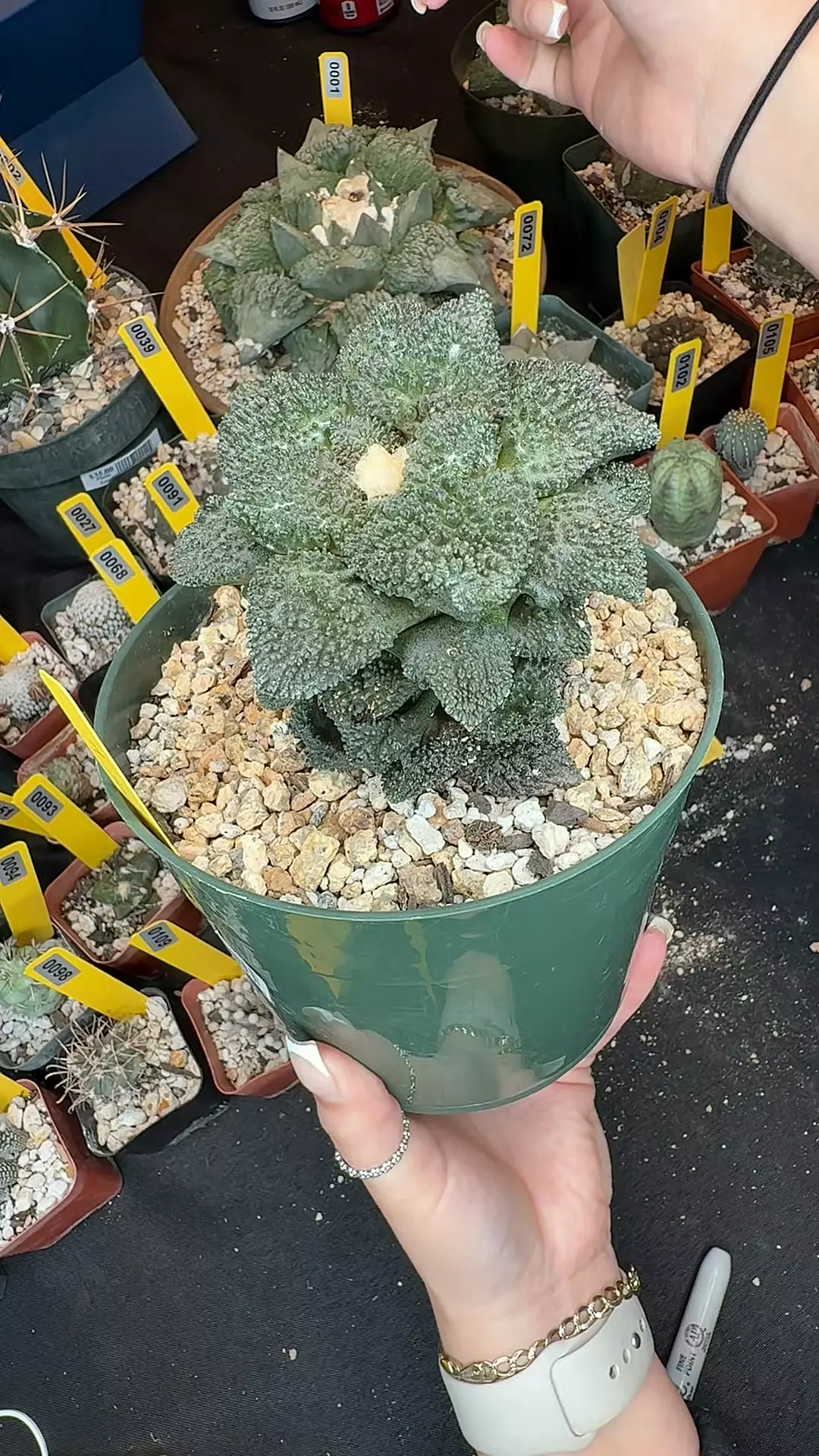 123 ario Godzilla grafted thumbnail