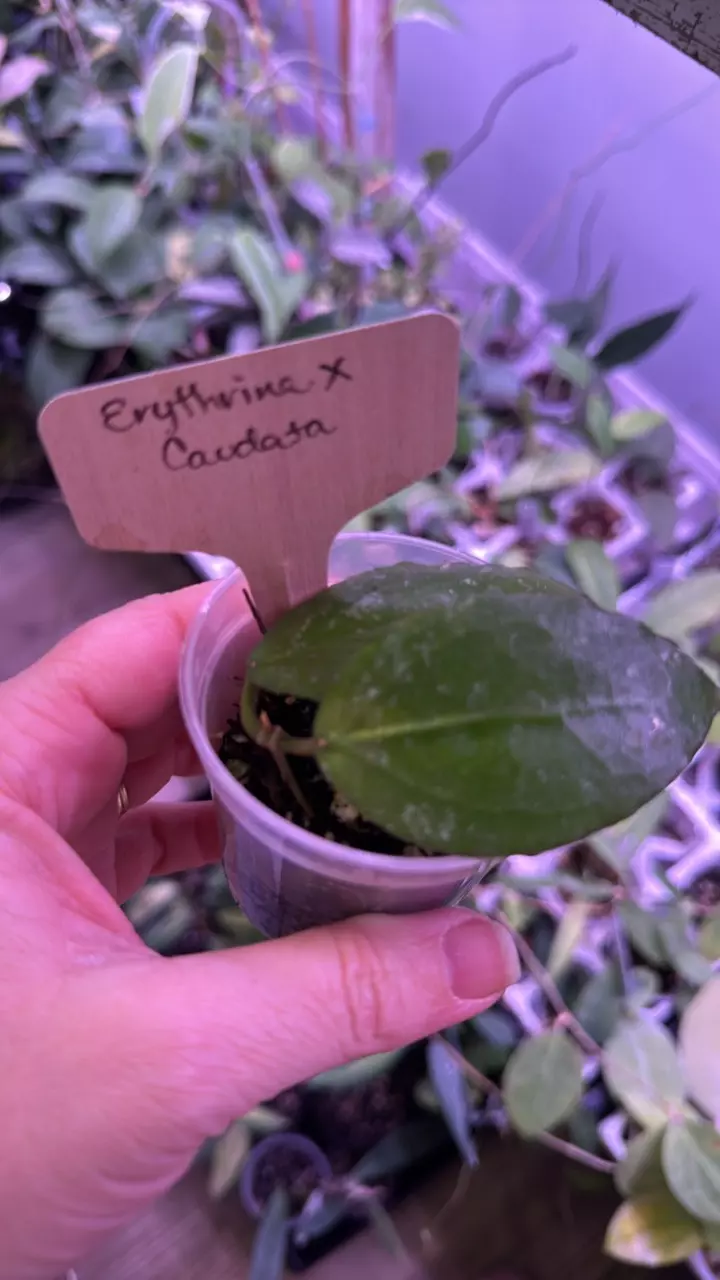 Erythrina x Caudata thumbnail
