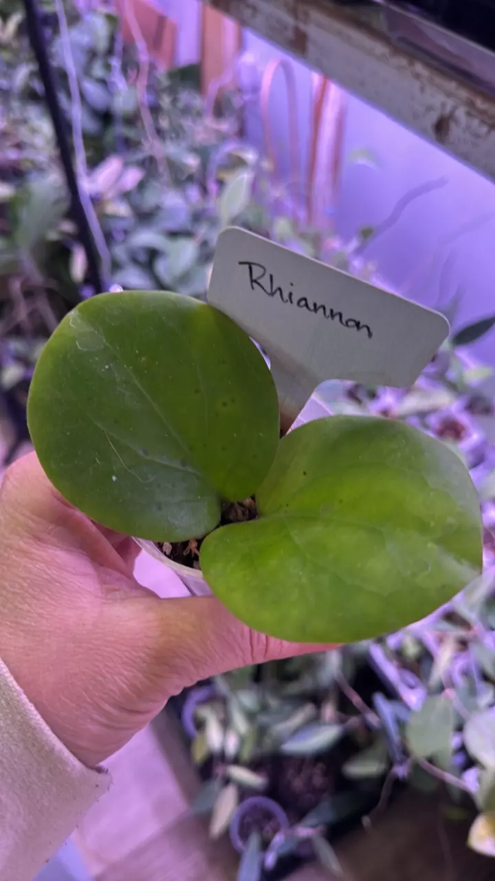 Hoya Rhiannon thumbnail