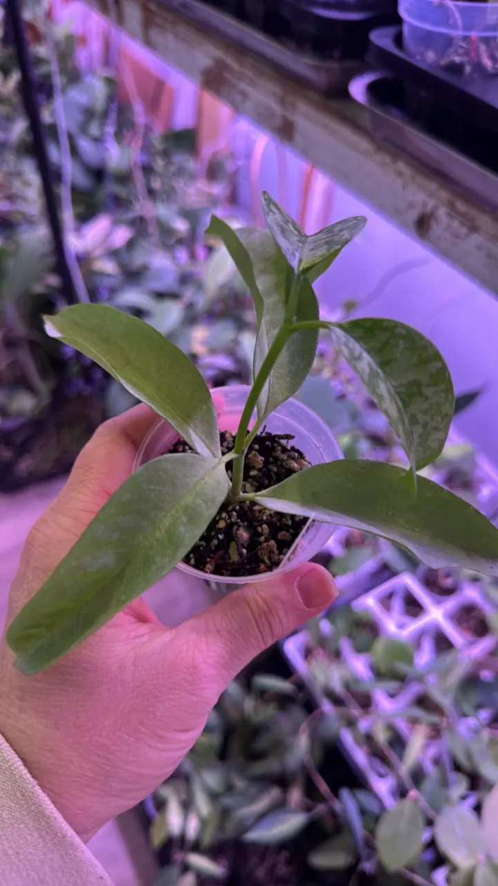 Hoya Multiflora Wonderphil Silver thumbnail