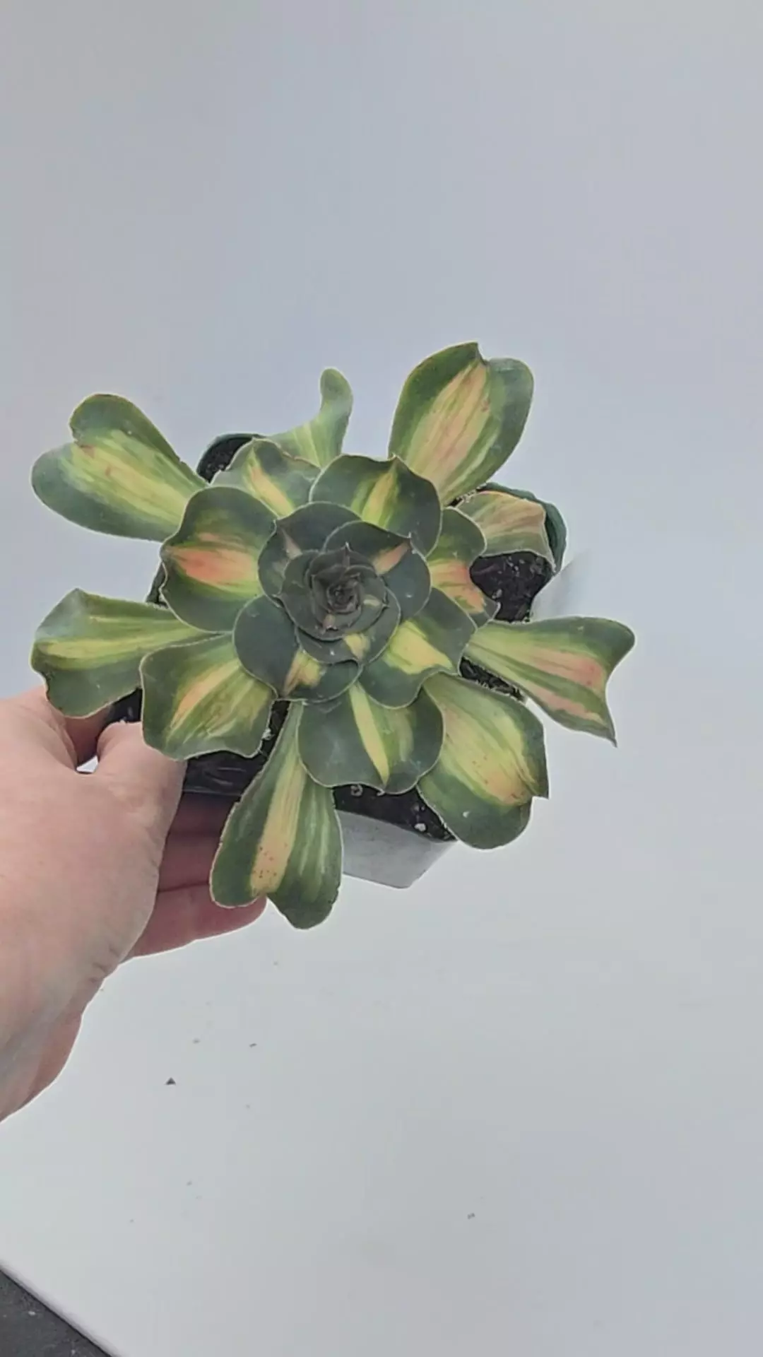 Aeonium Tyrant GC thumbnail