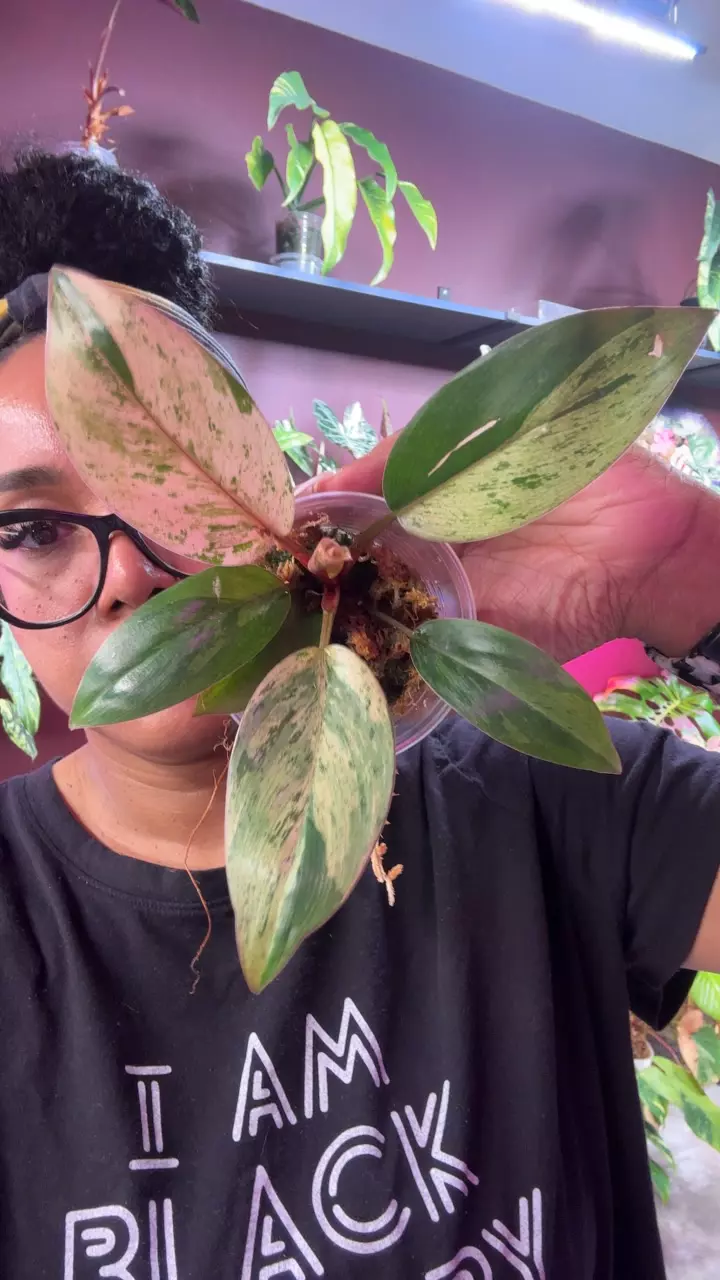 Dwarf Congo mint thumbnail