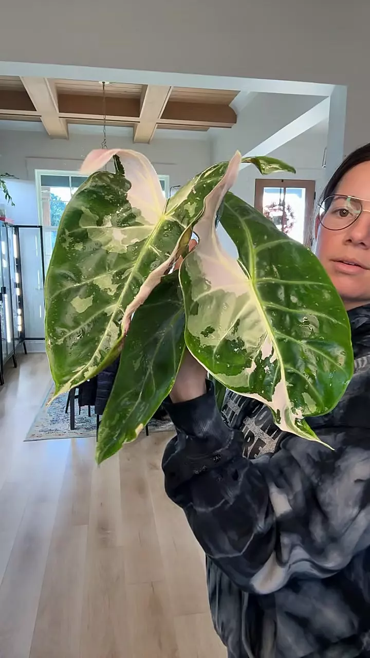 Longiloba Albo mutation corm thumbnail