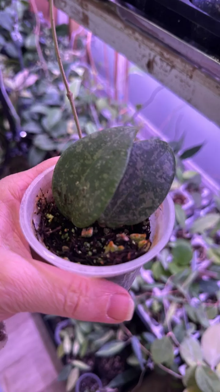 Verticillata Pink Splash FKA Wilbergiae thumbnail