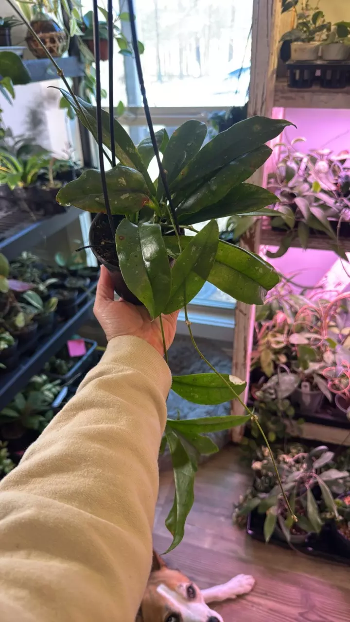 Undulata Trailing Hanging Basket thumbnail