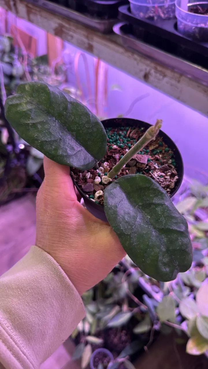 Villosa Hoya thumbnail