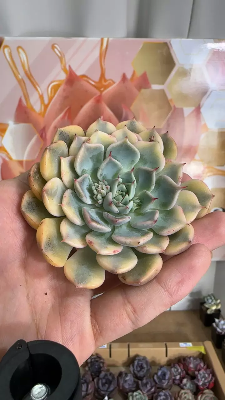 cuspidata zaragozae f. var thumbnail