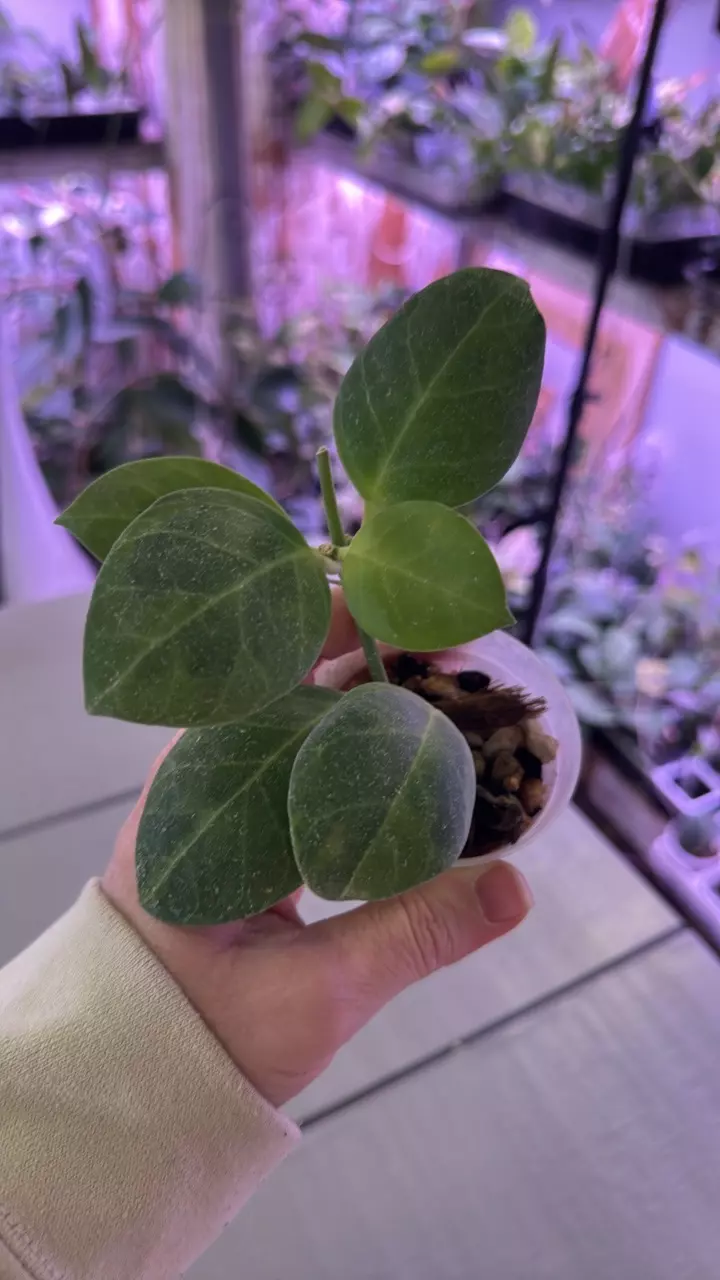 Obscura Albo thumbnail