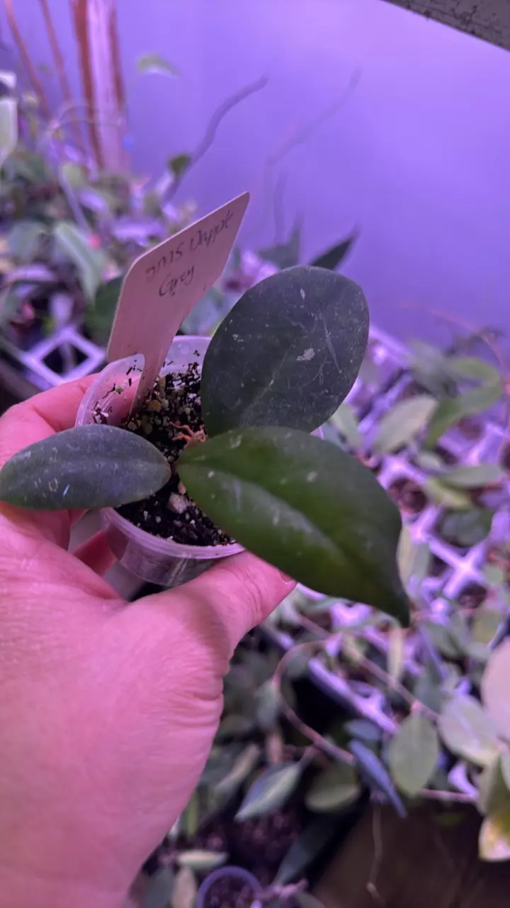 SMS Dapple Gray thumbnail