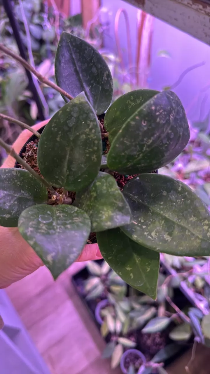 Parasitica Heart Splash thumbnail