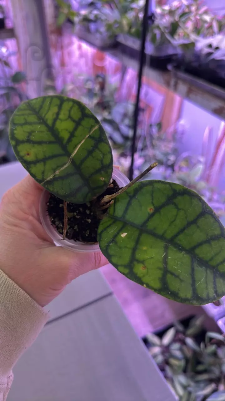 Callistophylla Obsidian thumbnail