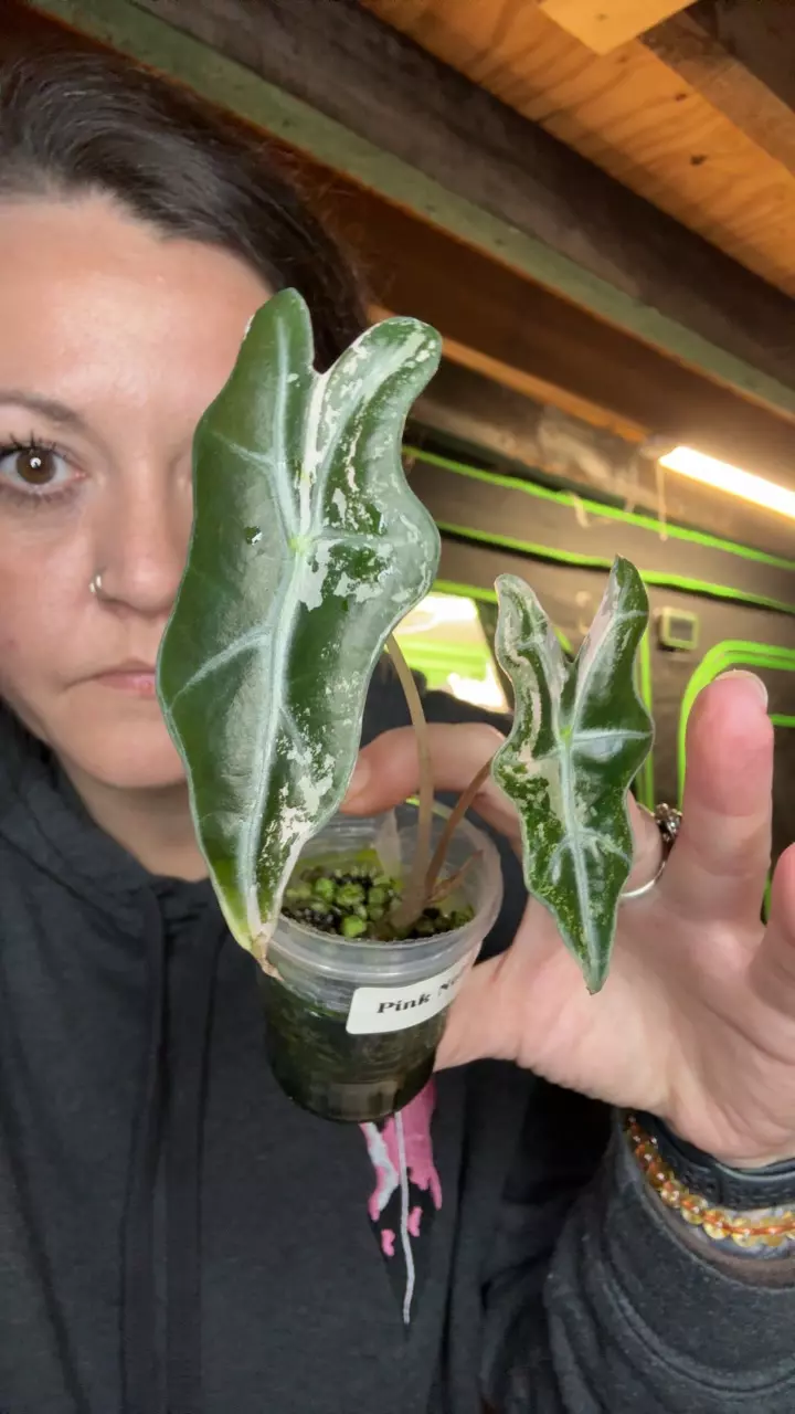 pink Nobillis k pup thumbnail