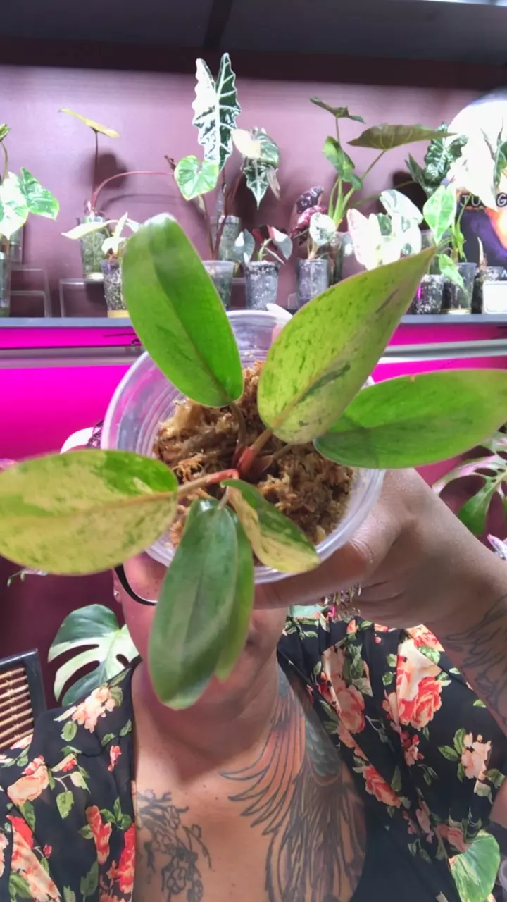 Congo mint A thumbnail