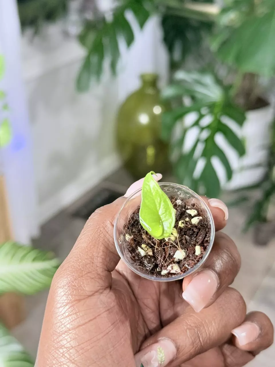 Alocasia scalprum A thumbnail