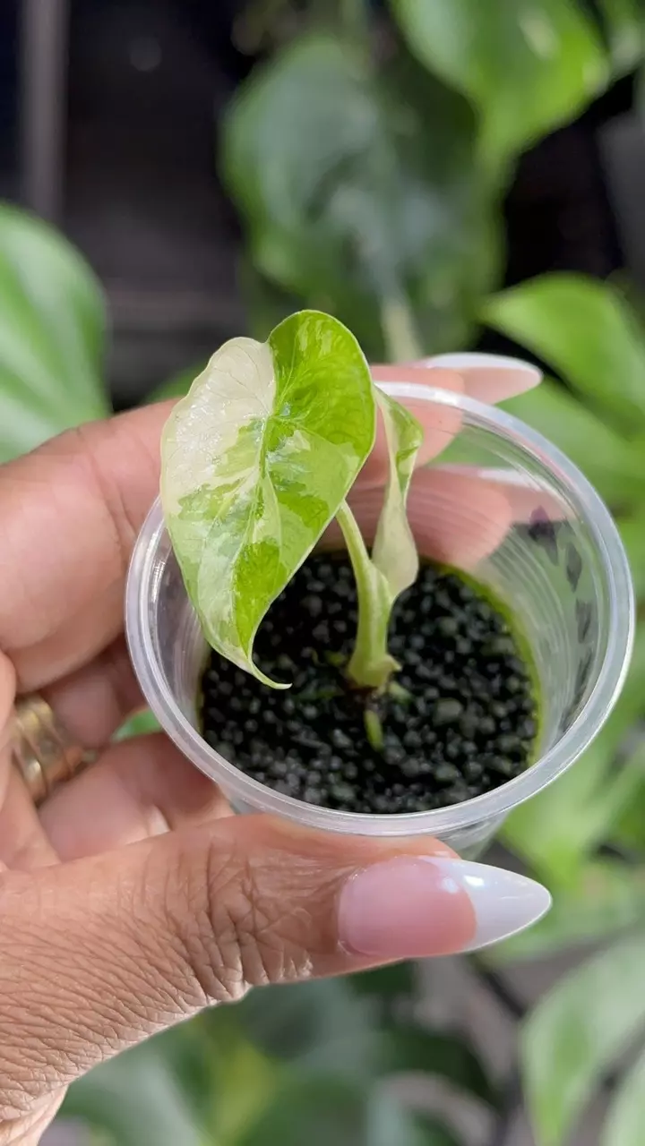 Gageana Albo thumbnail