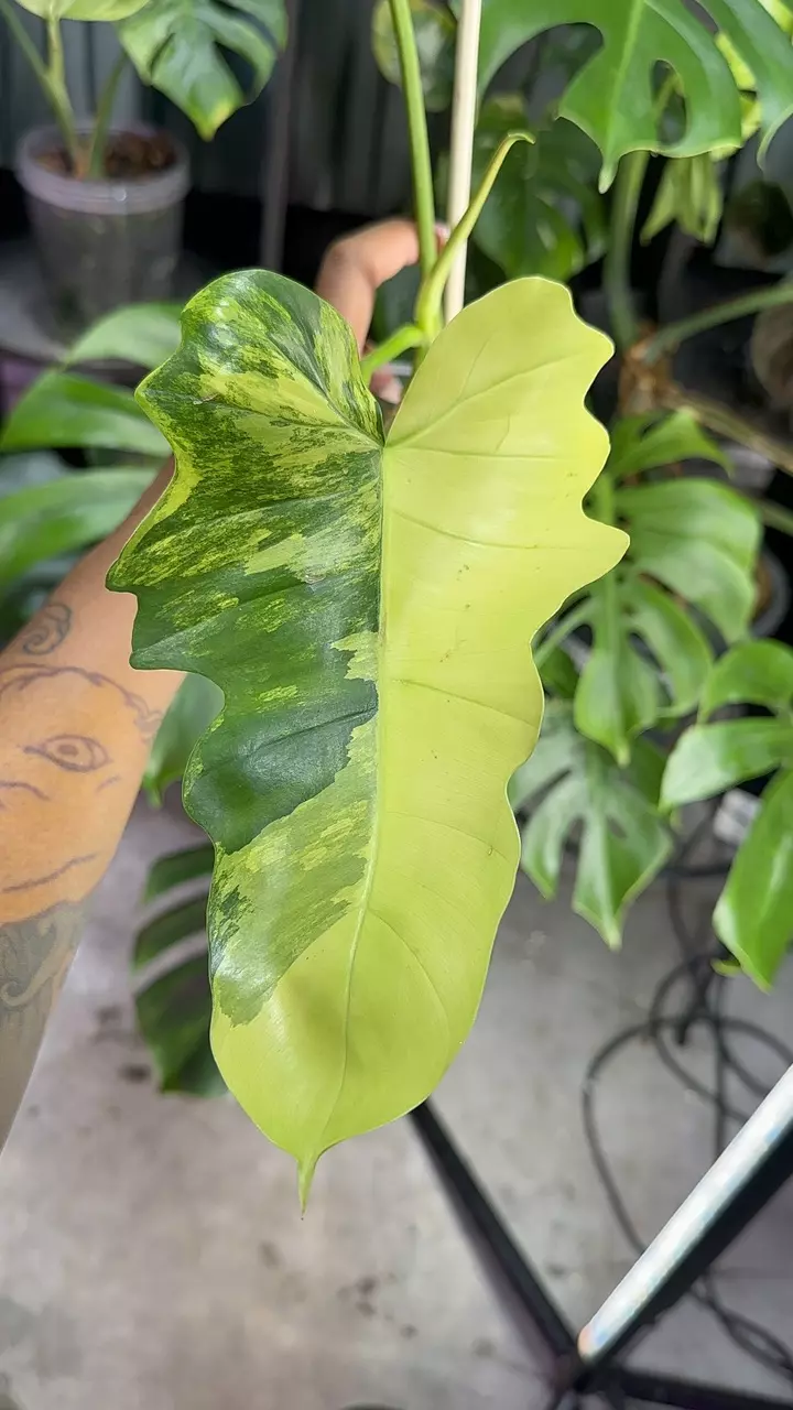 P. FB x Mayoi thumbnail