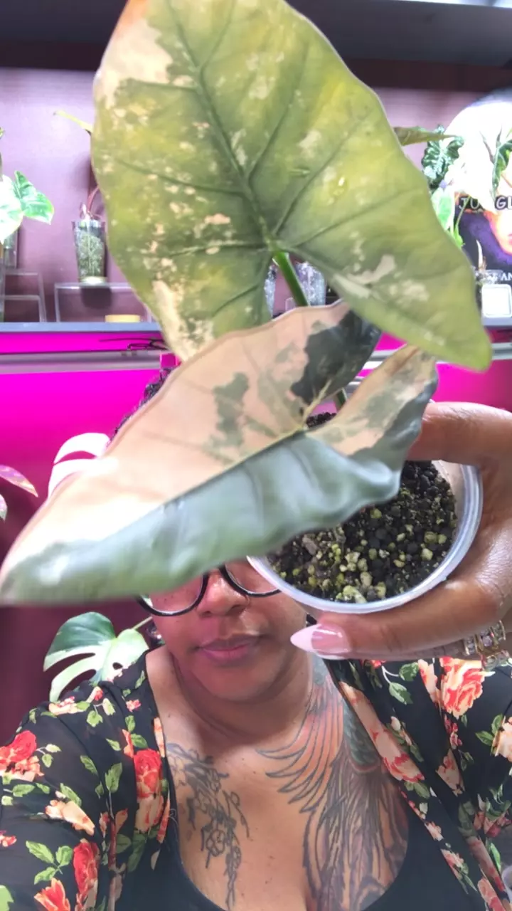 Pink Scab CORM thumbnail