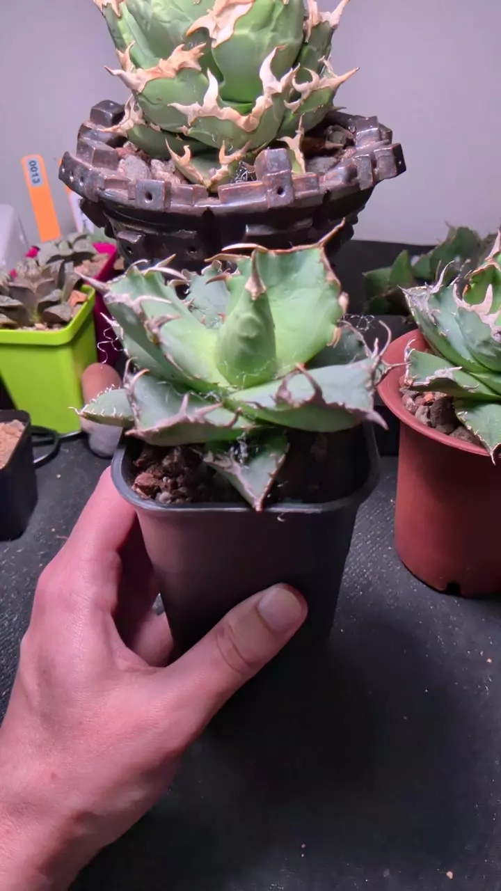 Agave 'Crab' thumbnail