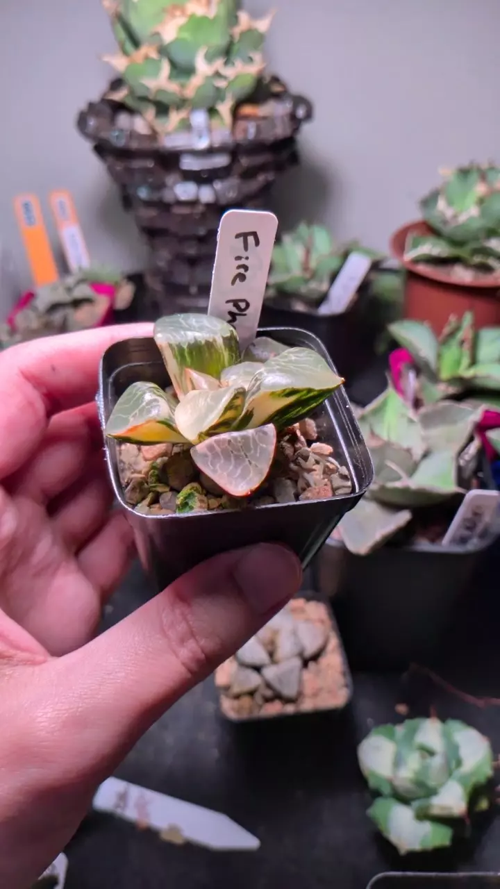 haworthia correcta 'fire Phoenix' thumbnail