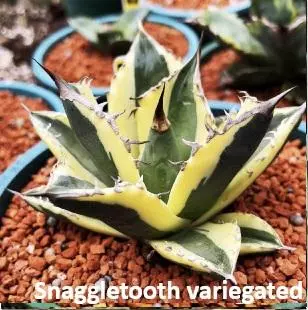 PREVIEW 3- Mother plants thumbnail