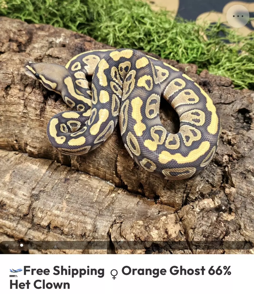 ORANGE GHOST 66% HET CLOWN F H2 thumbnail