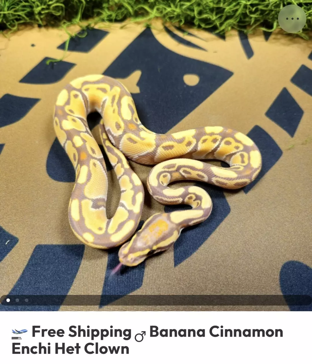 BANANA CINNY ENCHI HET CLOWN M H3 thumbnail