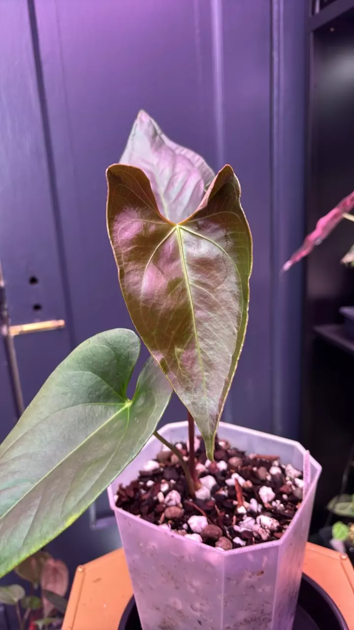 (regale x mag verde) X Nigrolaminum ‘Gigi’ thumbnail