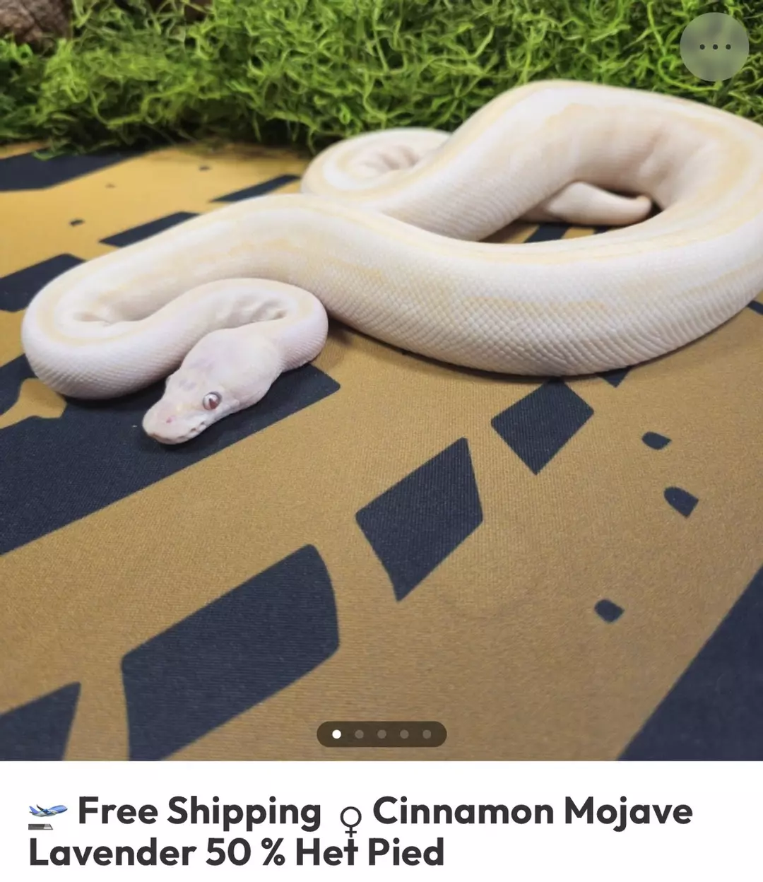 CINNAMON LAV ALBINO MOJAE 50% HET PIED F thumbnail