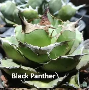 PREVIEW 1- Mother plants thumbnail