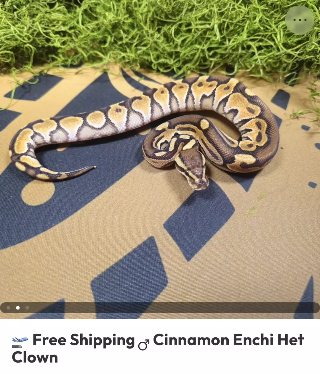 CINNY ENCHI HET CLOWN M H2 thumbnail