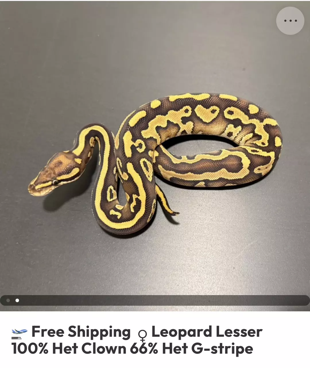 LESSER LEOPARD HET CLOWN 66% G-STRIPE F G3-2 thumbnail