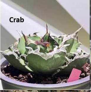 PREVIEW 2- Mother plants thumbnail
