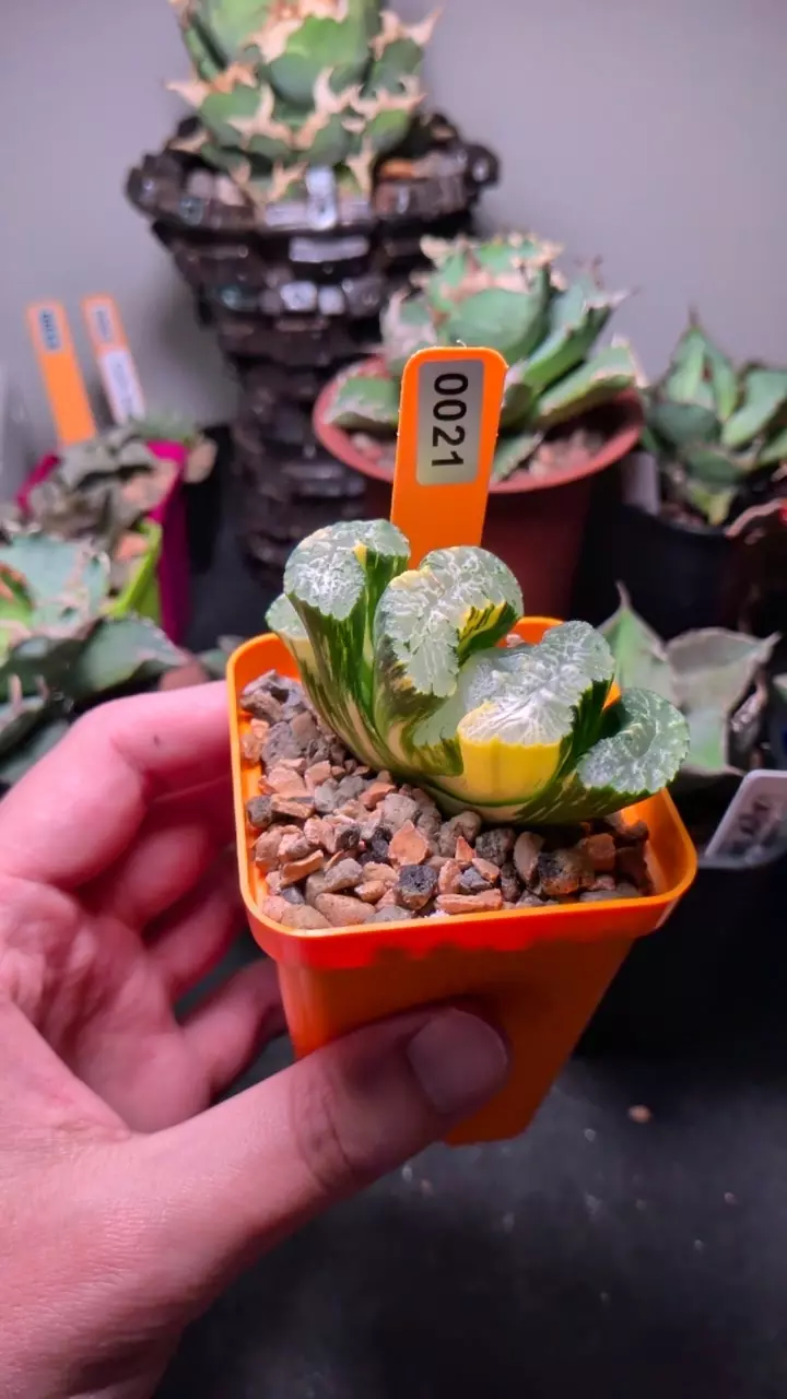 variegated haworthia truncata thumbnail