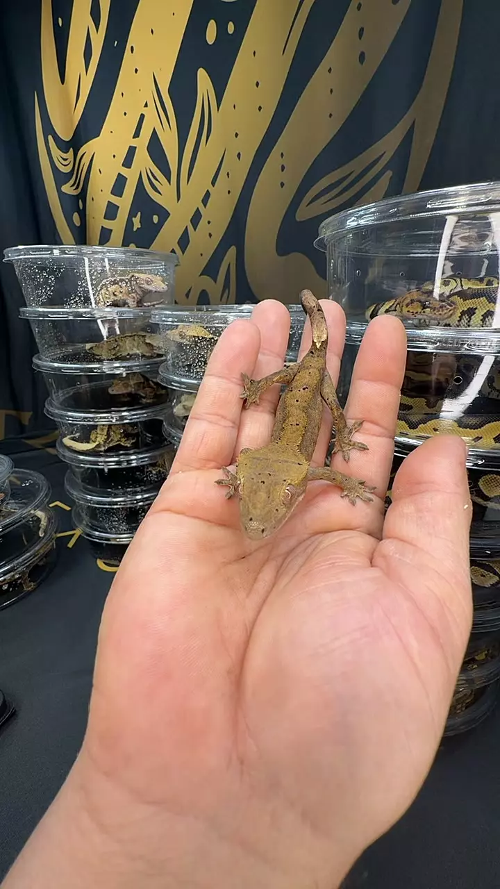 dark dal is 14g thumbnail