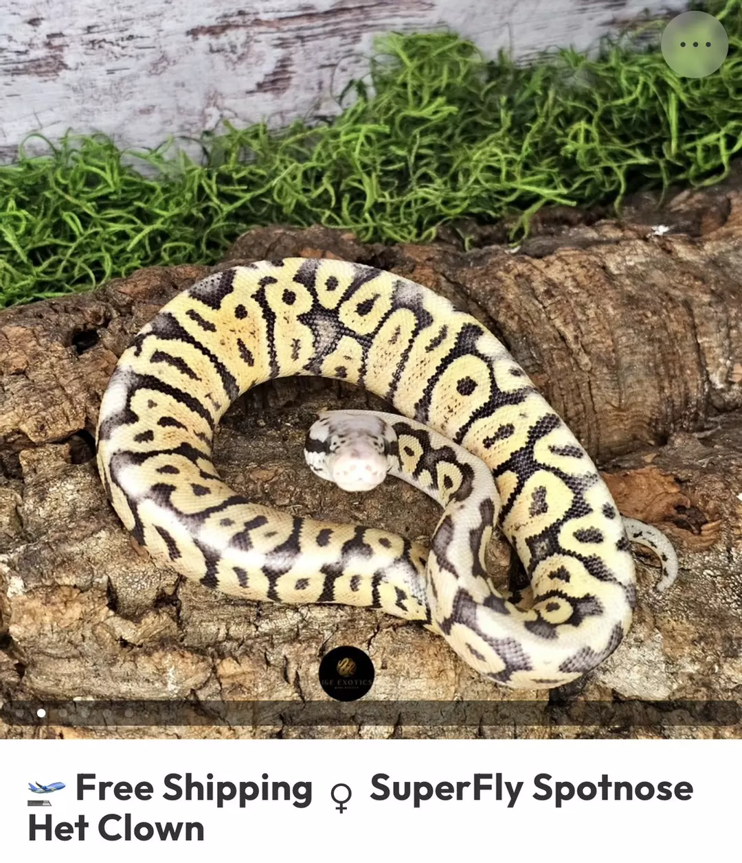 SUPERFLY SN HET CLOWN F A2 thumbnail