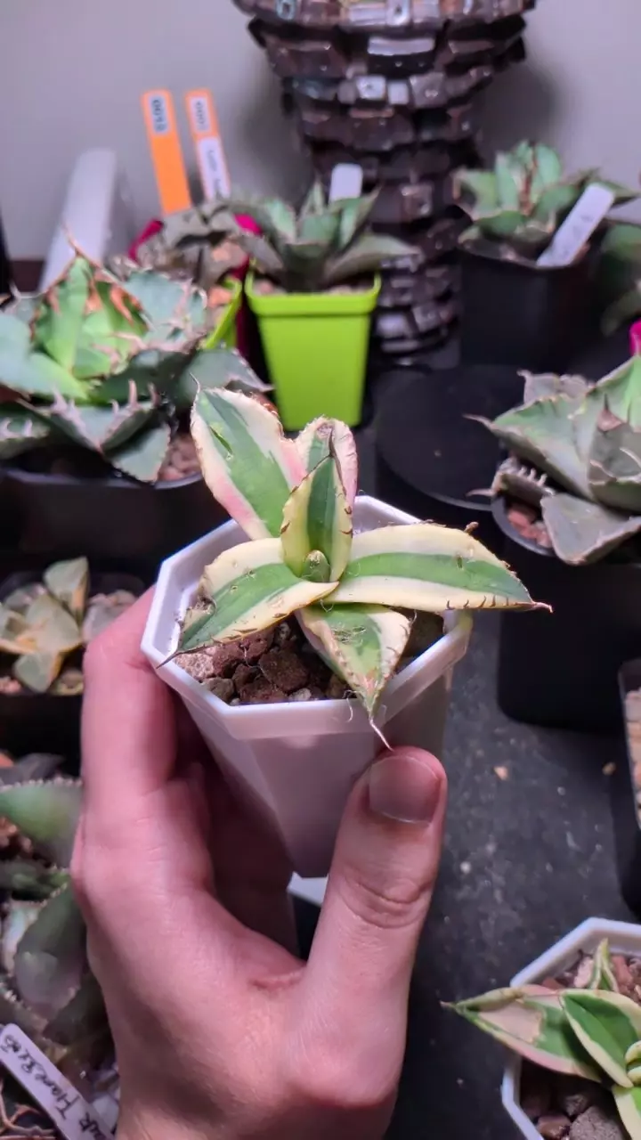 variegated agave 'snaggletooth' thumbnail
