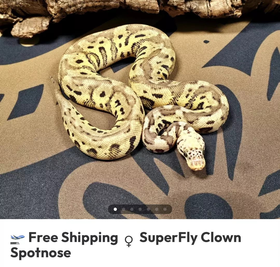 Superfly SN Clown F B2 thumbnail