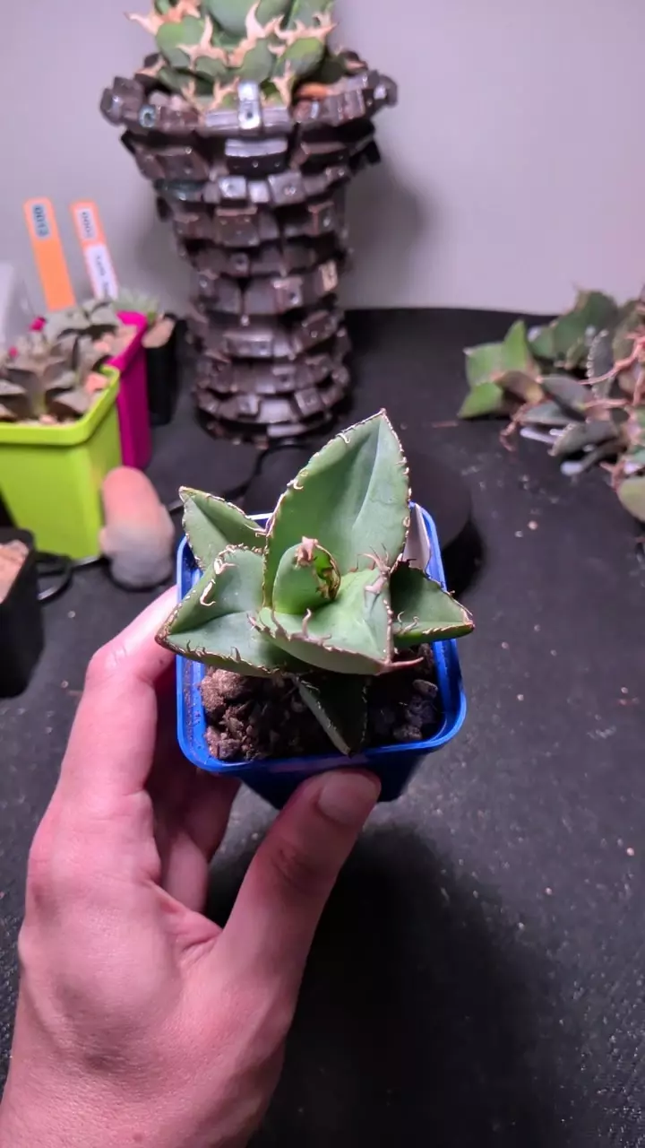 Agave 'Snorlax' thumbnail