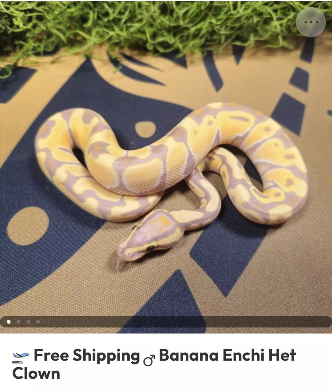 BANANA ENCHI HET CLOWN M I3-2 thumbnail