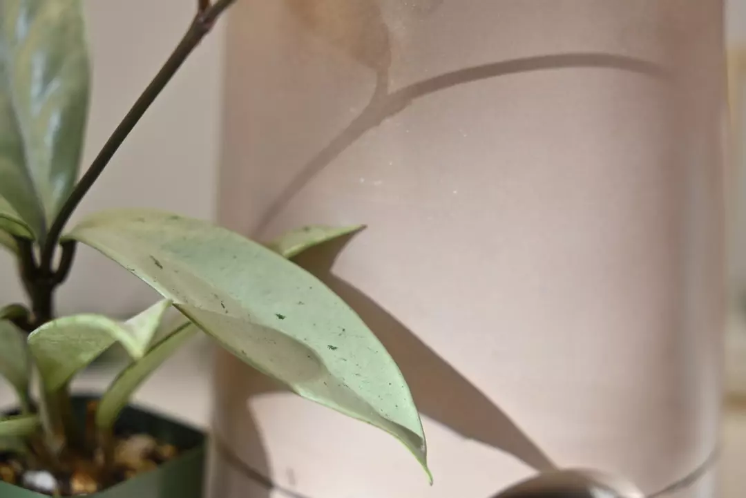 1 Hold My Order thumbnail