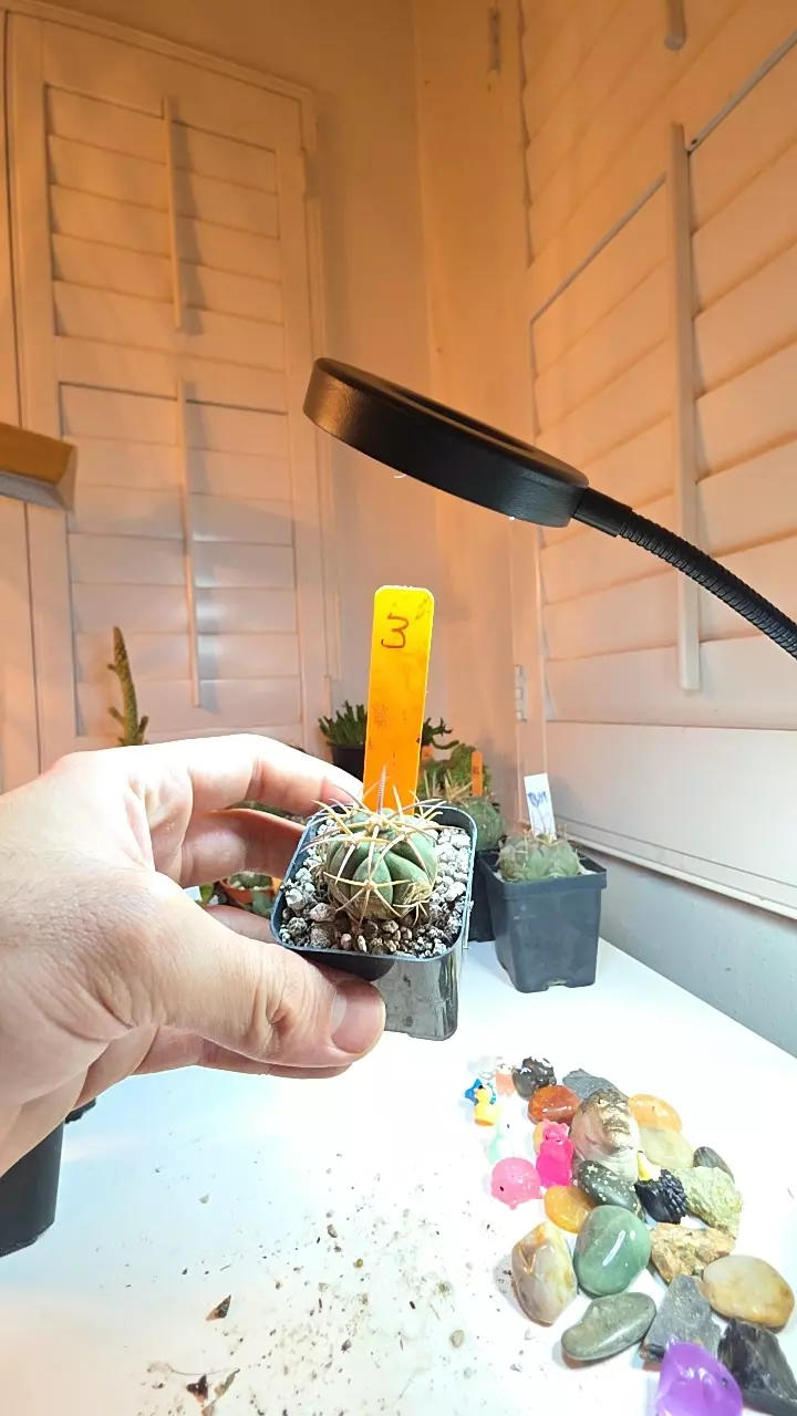 3 echinocactus horizonthalonius thumbnail