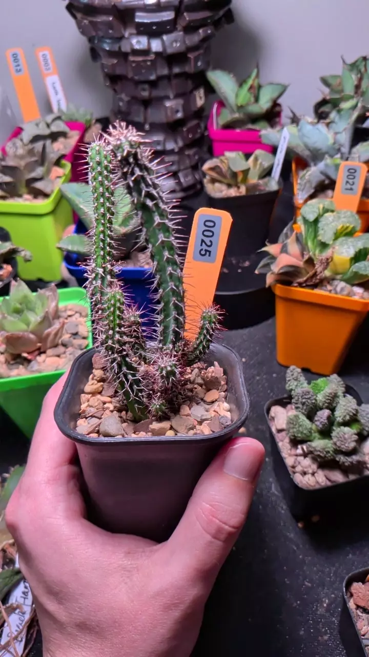 euphorbia baoensis thumbnail