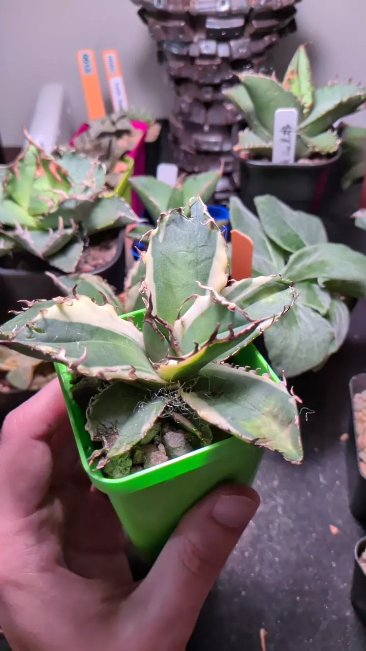 variegated Agave 'white whale' thumbnail