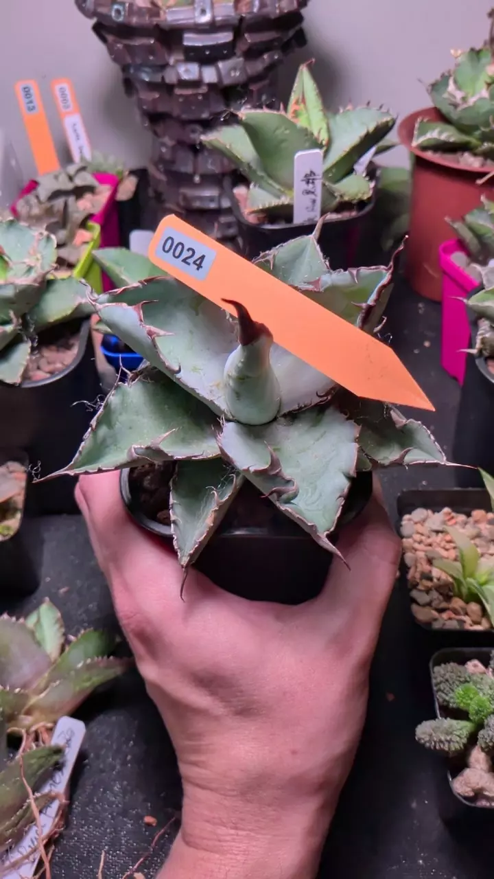 Agave 'Blue Whale' thumbnail