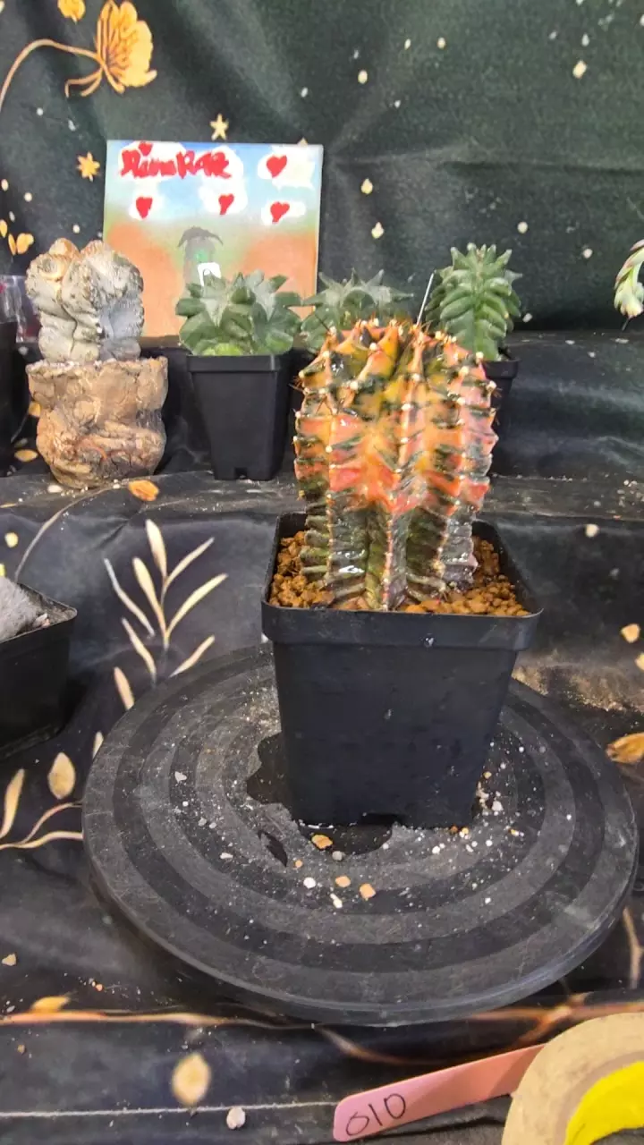 tall boi gymno thumbnail