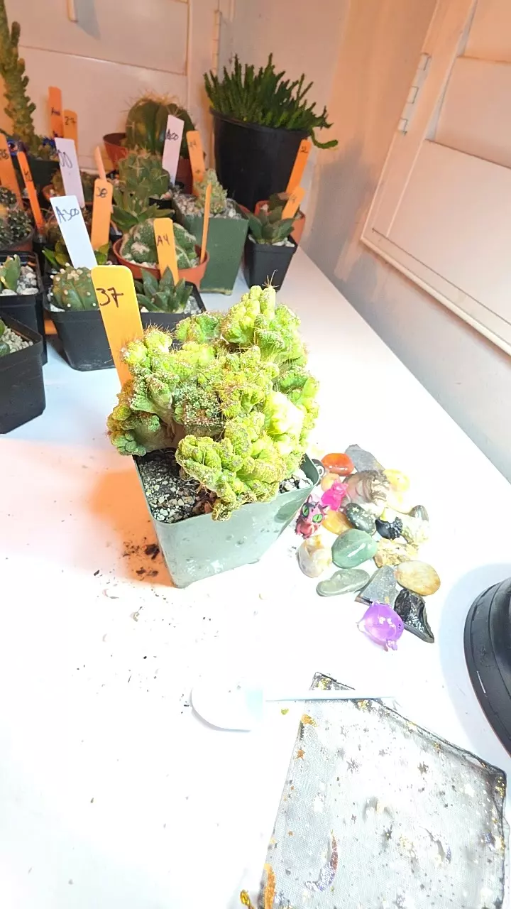 37 cereus peruvianes crest GC thumbnail