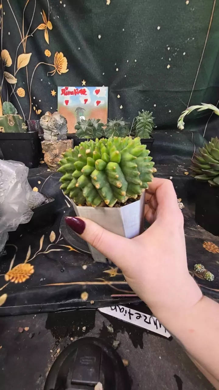 poser rocket ship thumbnail